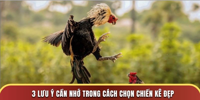 3 lưu ý cần nhớ trong cách chọn chiến kê đẹp