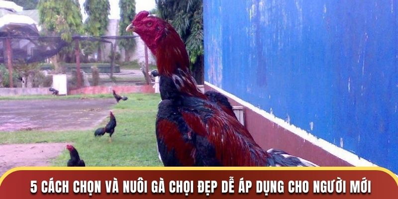 5 cách chọn và nuôi gà chọi đẹp dễ áp dụng cho người mới