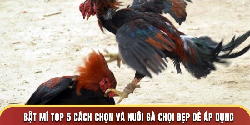 3 lý do nên tìm hiểu về cách chọn và nuôi gà chọi đẹp