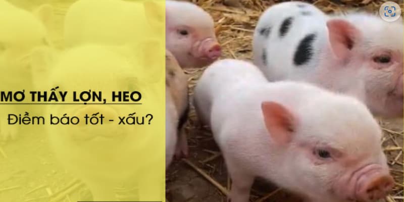 Gợi ý chiêm bao nằm mơ thấy heo đánh số gì?