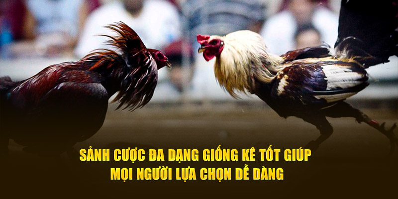 Sảnh cược đa dạng giống kê tốt giúp mọi người lựa chọn dễ dàng