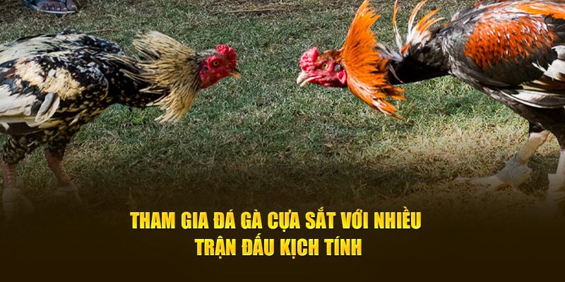 Tham gia đá gà SV388 cựa sắt với nhiều trận đấu kịch tính